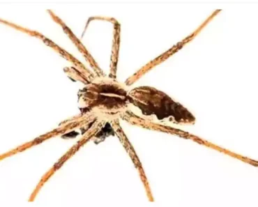 Stop killing spiders in your house, you are making a big mistake, see why