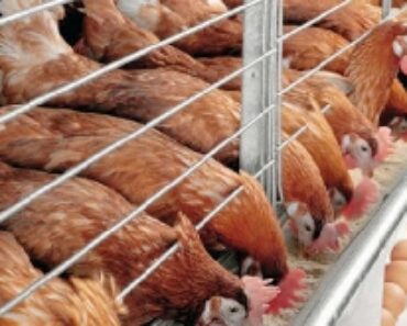 Poultry farmers announce new price for crates of egg