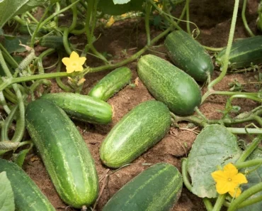 Health: Benefits of Cucumber in Men Fertility